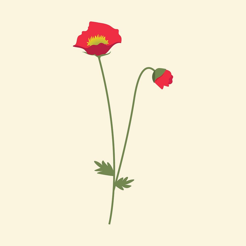 Red poppy flower minimal illustration