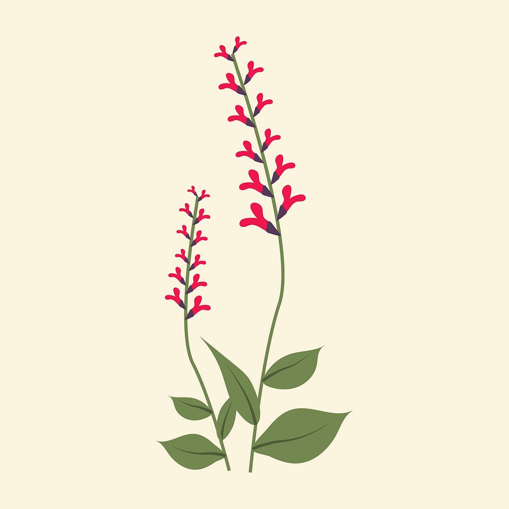 Aeschynanthus minimal wildflower illustration