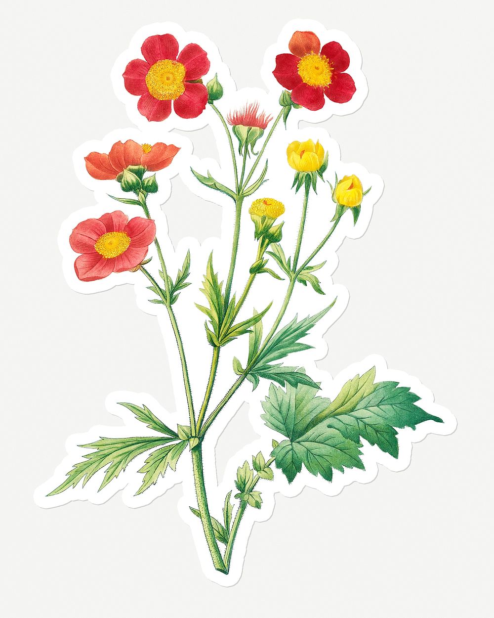 Red avens flower sticker design resource 
