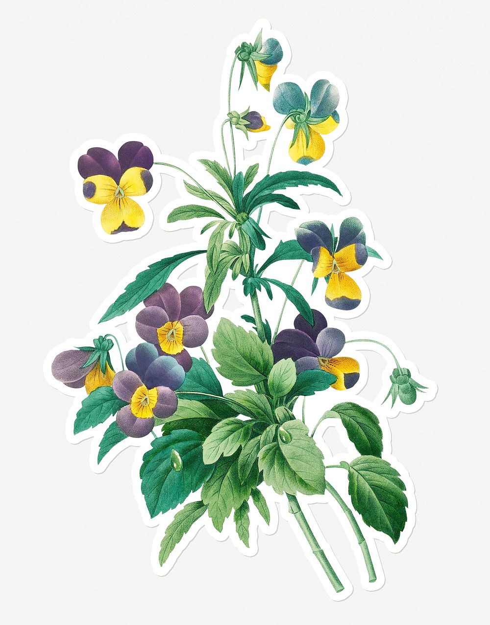 Wild pansy flower sticker design resource 