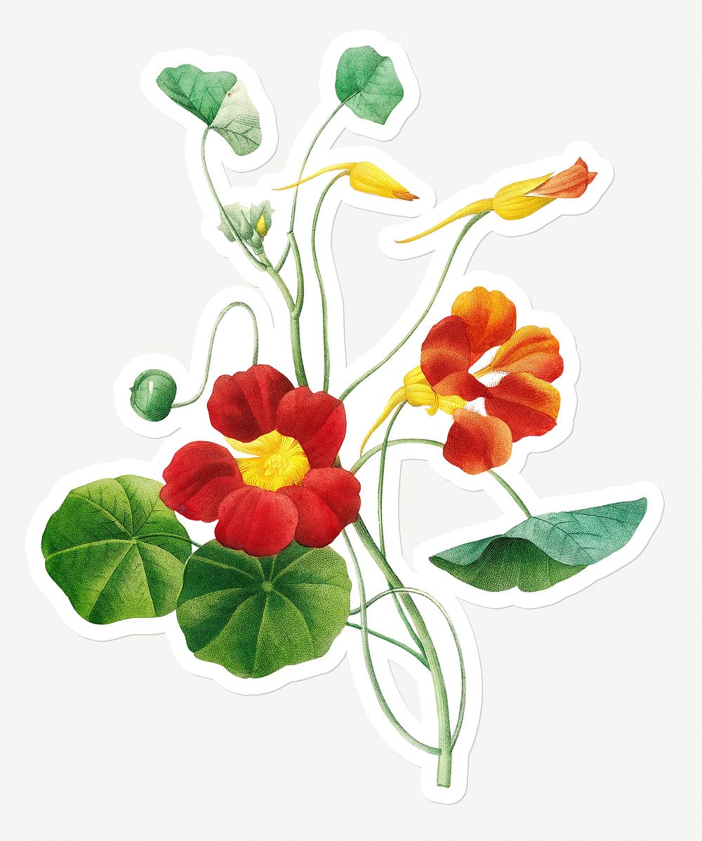 Monk's cress flower sticker design resource 