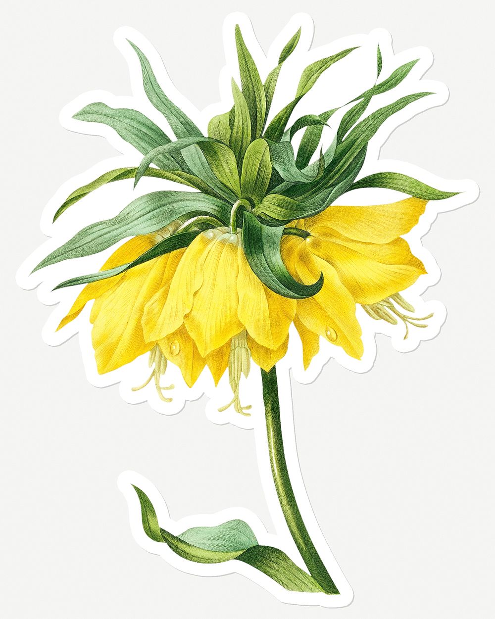 Kaiser's crown flower sticker design resource