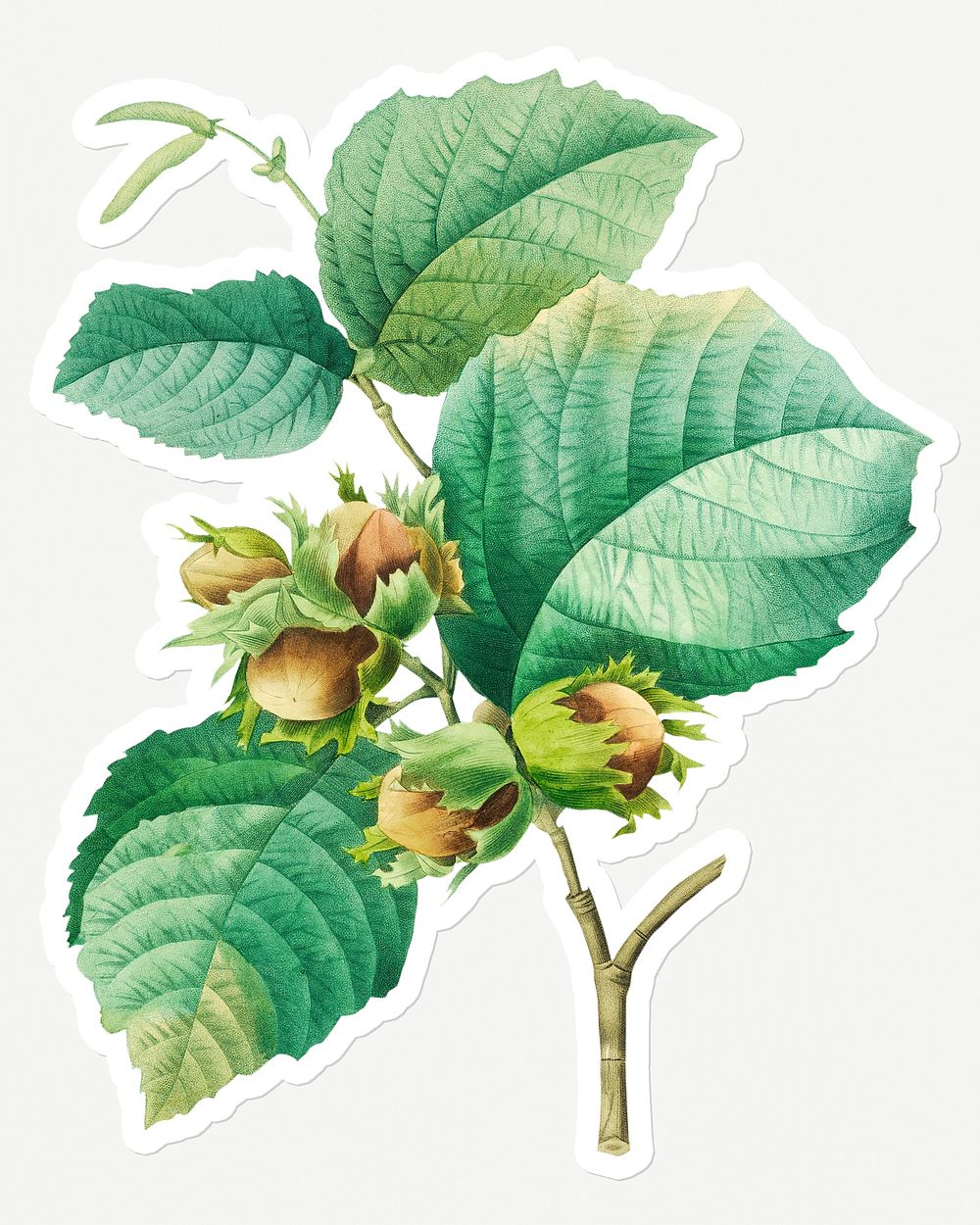 Filbert hazelnut plant sticker design resource 