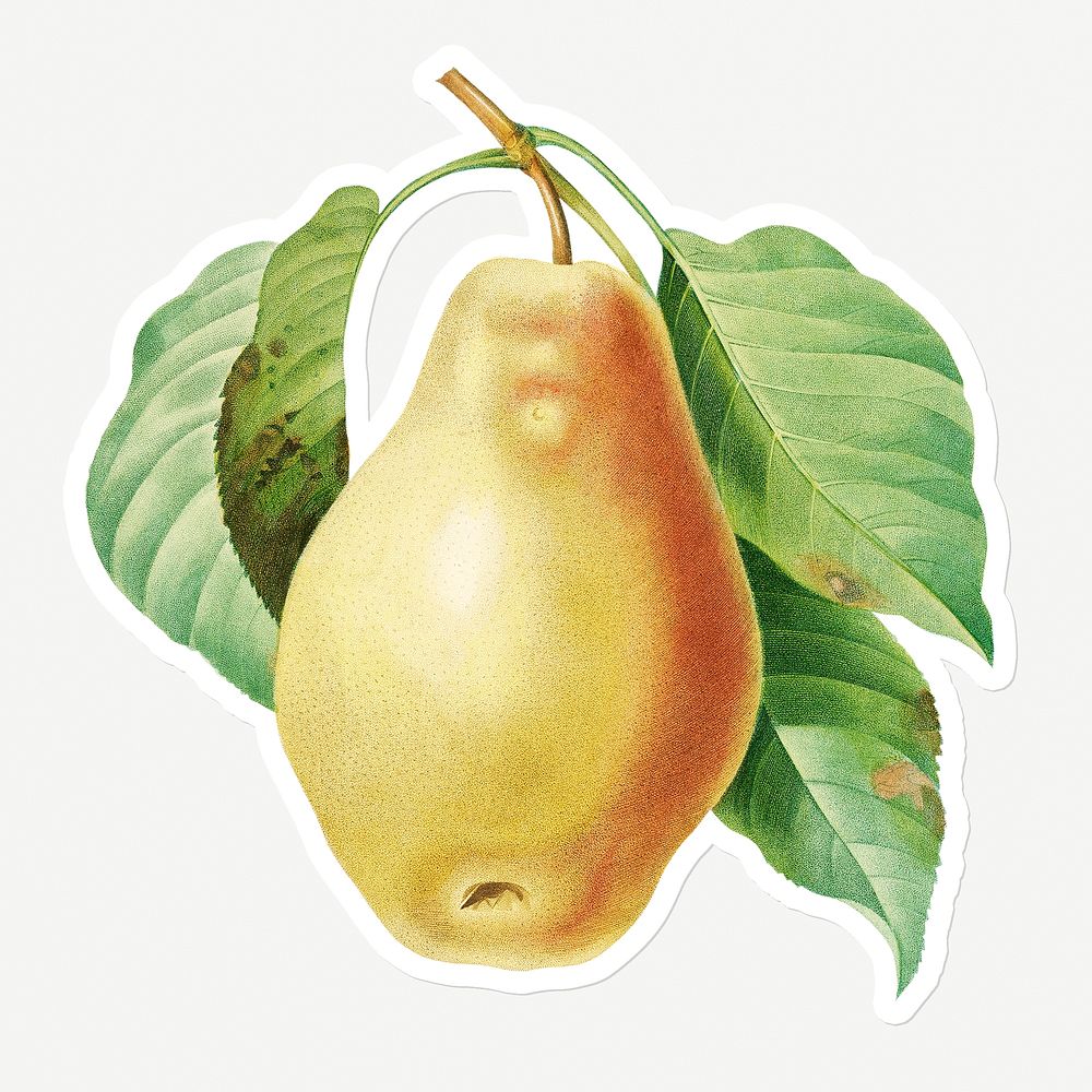 Pear fruit sticker design resource 