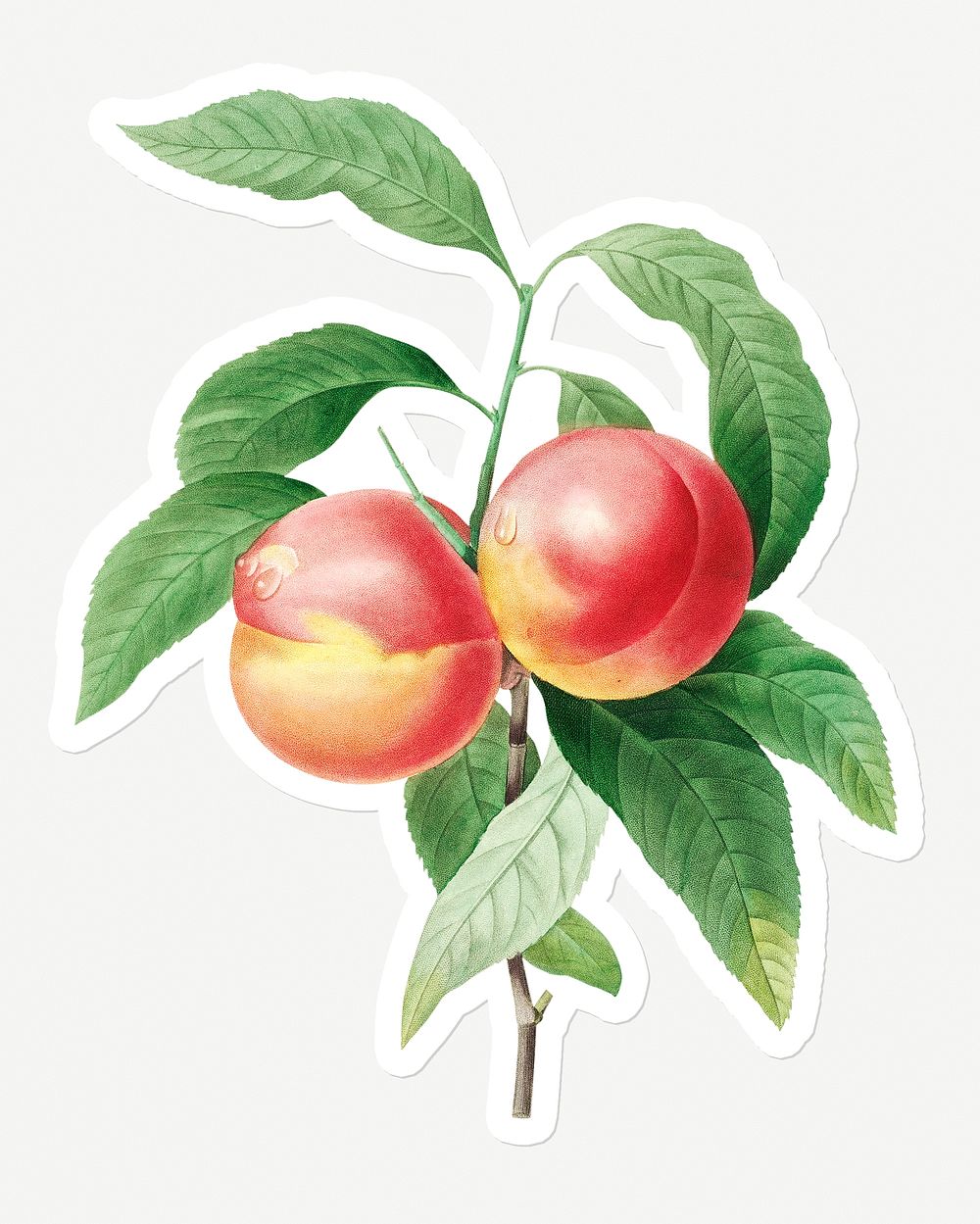 Peaches on a branch sticker overlay design resource 