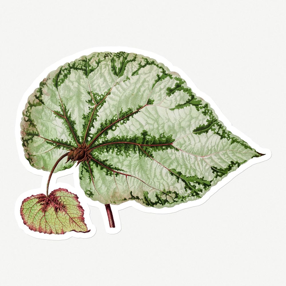 Hand drawn begonia leaf sticker with a white border