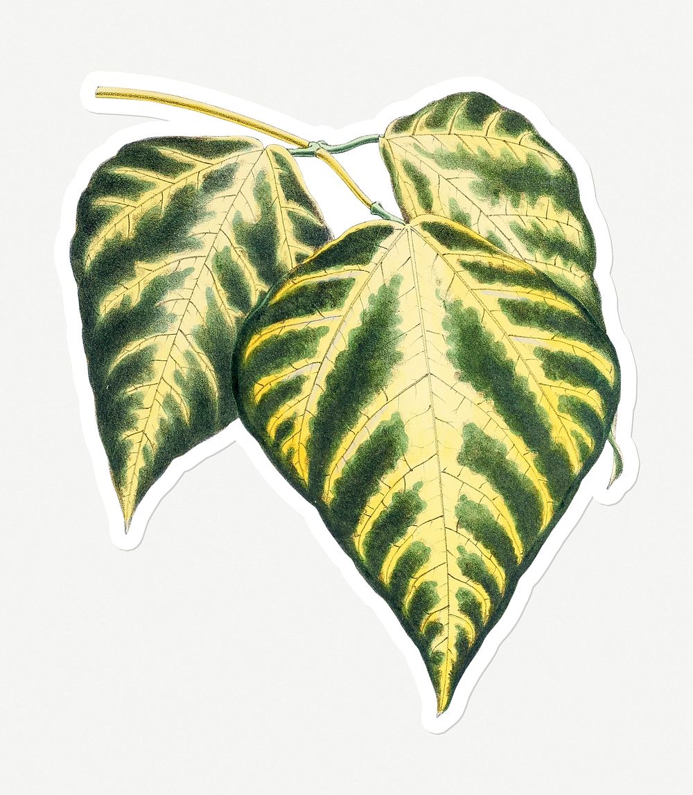 Hand drawn caladium bicolor leaf sticker with a white border sticker