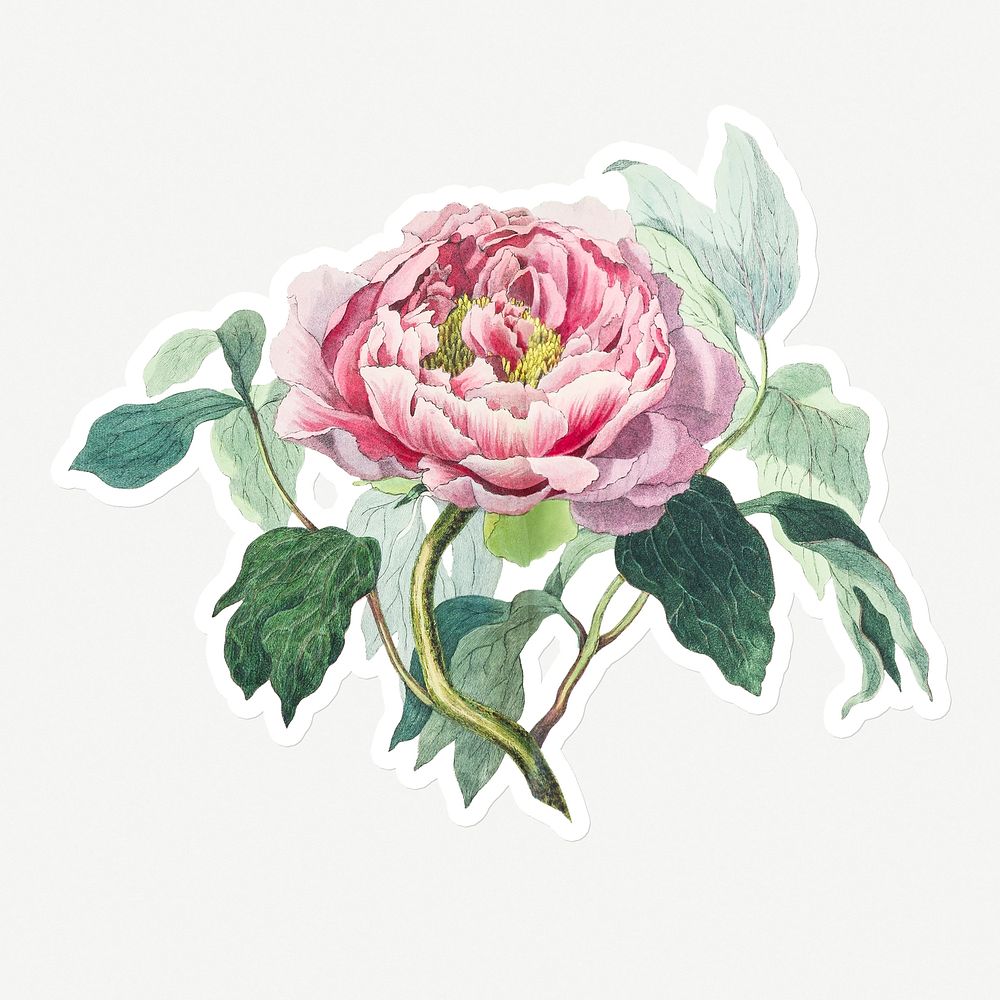 Hand drawn pink cabbage rose sticker with a white border