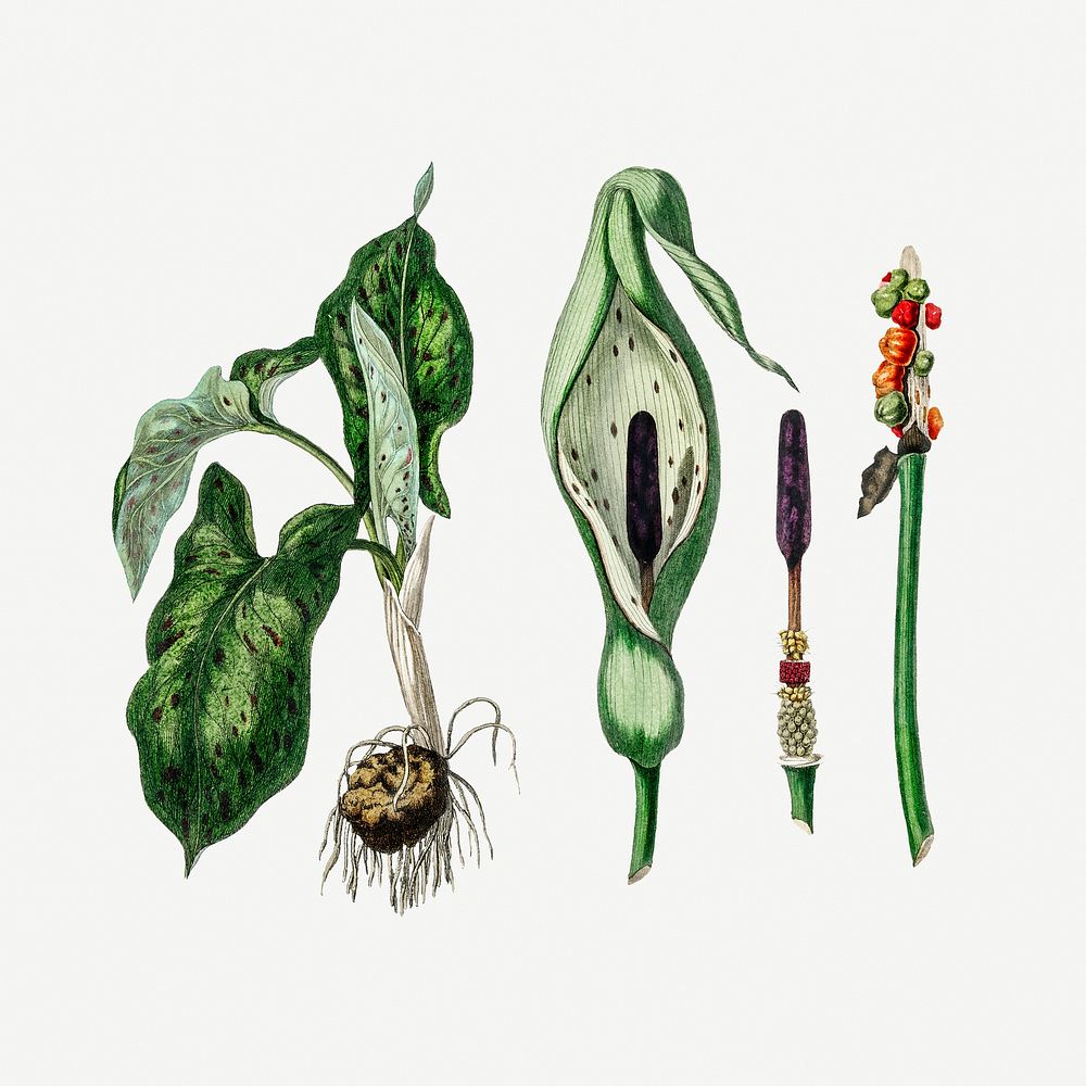 Botanical psd arum maculatum plant vintage sketch
