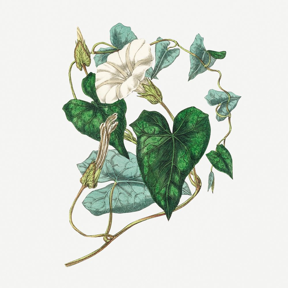Botanical bindweed plant illustration