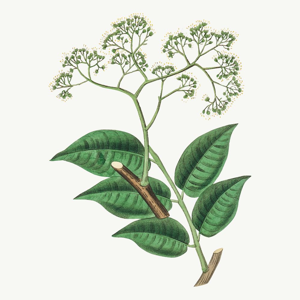Medical botanical vector picrasma flower illustration