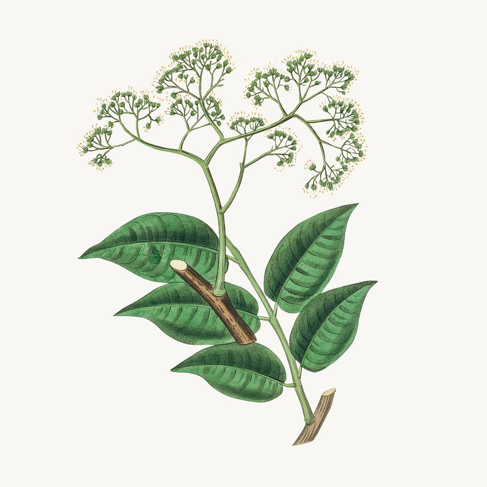 Medical botanical picrasma psd plant sketch