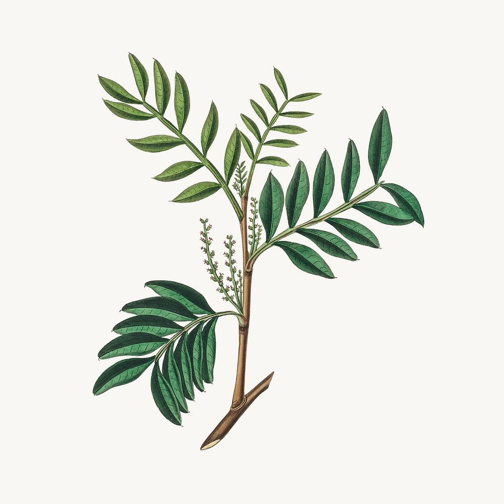 Botanical green lentisk plant illustration