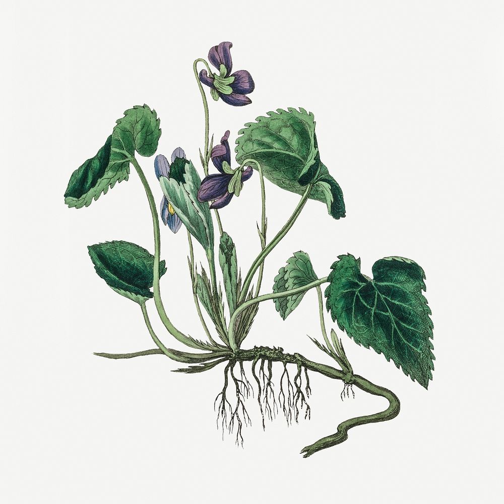 Botanical English violet plant illustrations