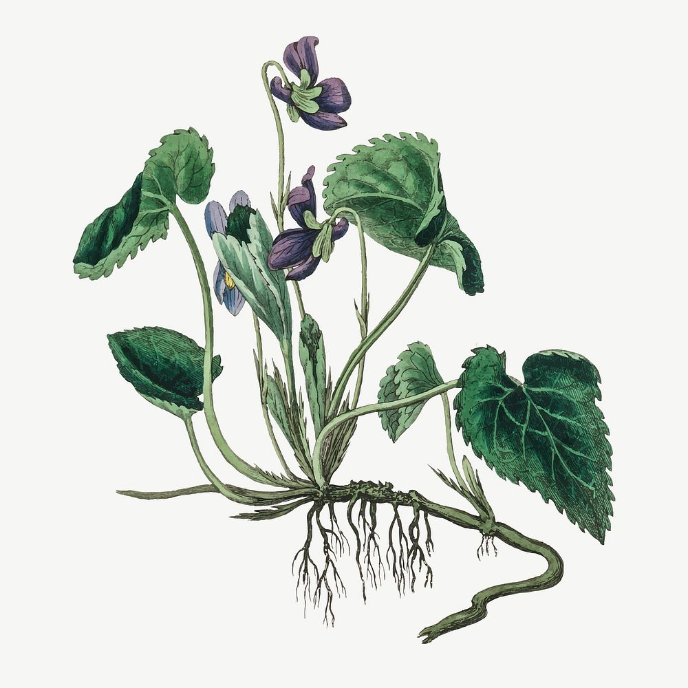 Medical botanical vector english violet flower illustration