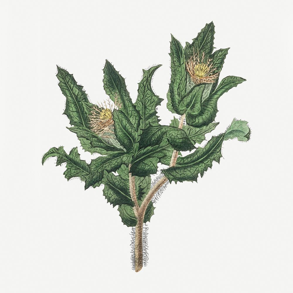 Botanical holy thistle plant illustration