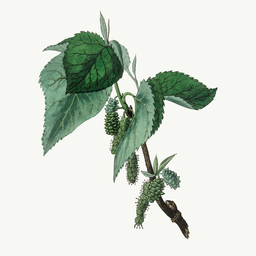 Vector botanical black mulberry leaf illustrations