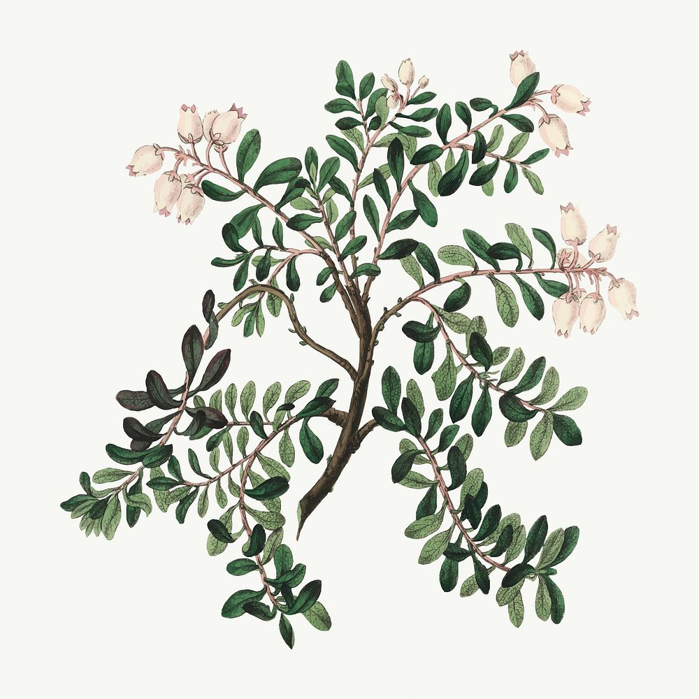Medical botanical vector bearberry leafs illustration