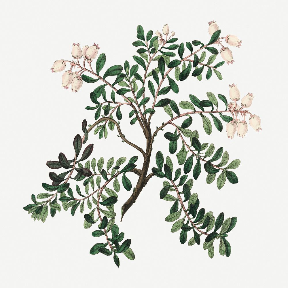 Botanical bearberry vintage plant illustrations
