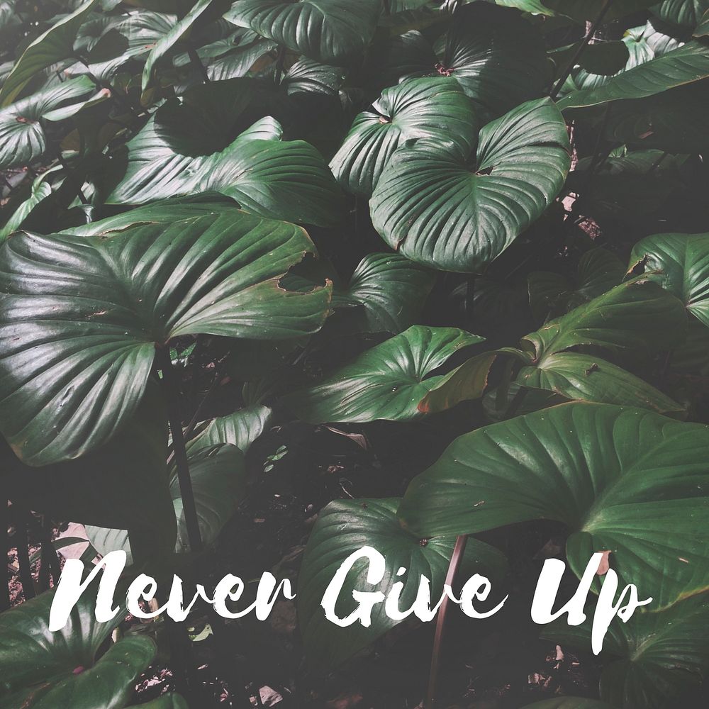 Never Give Up Word on Leaves Background