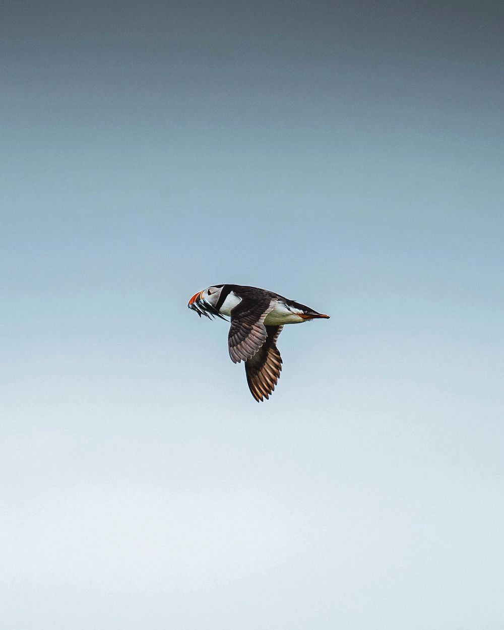 Flying puffin over the Farne Island in Northumberland, England