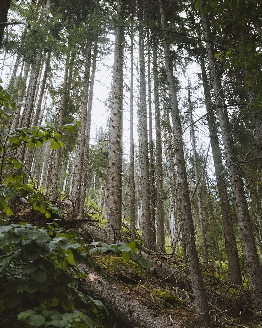 Preserved woodland in Chamonix Valley