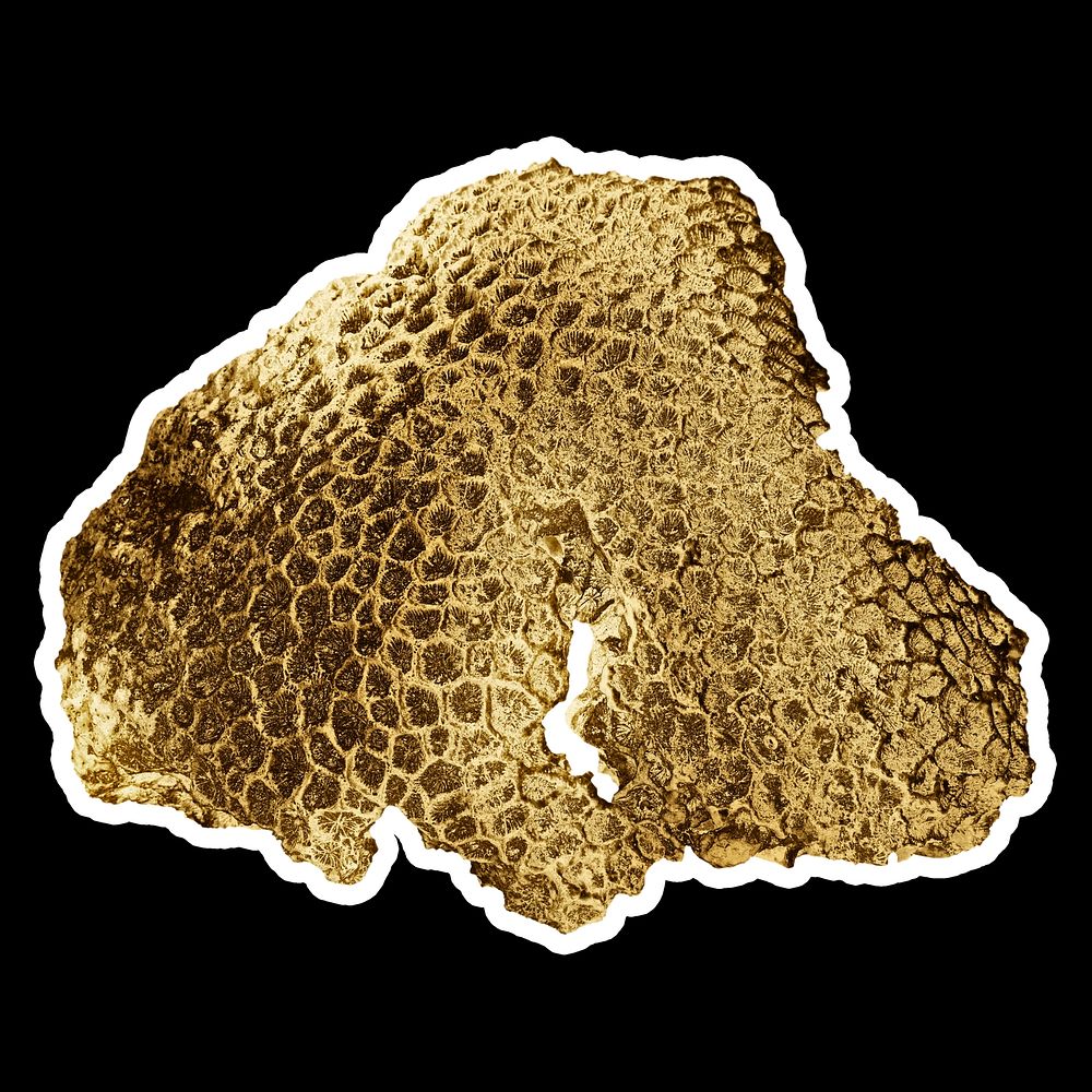 Gold coral sticker on black background