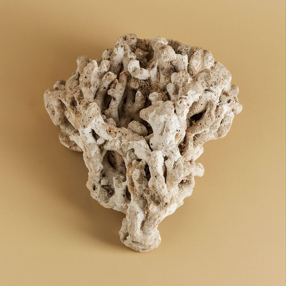 Natural coral on beige background