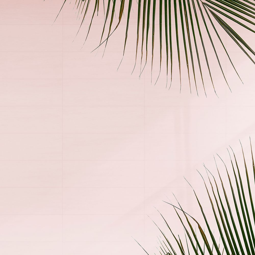 Fresh palm leaves on pink background