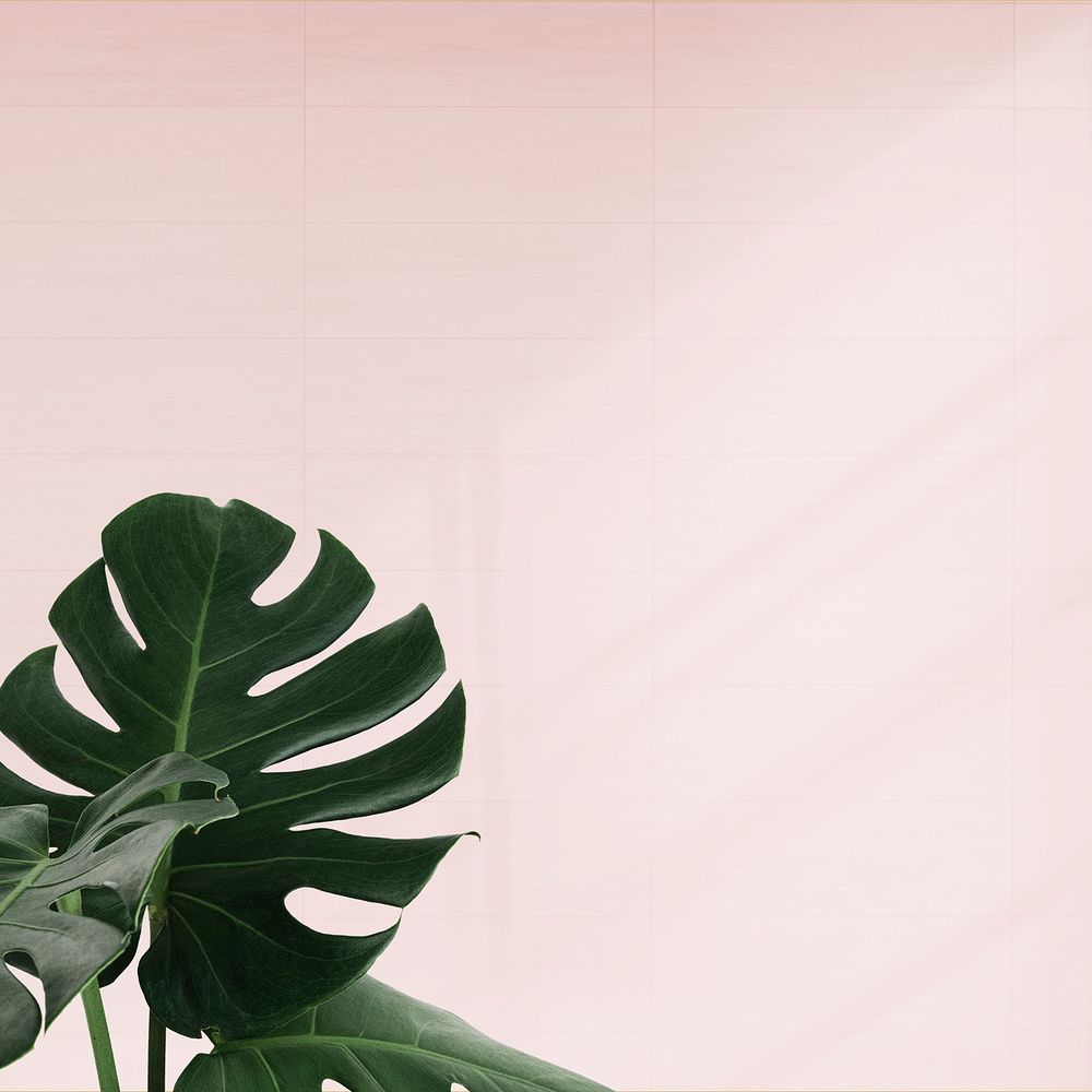 Tropical Monstera leaves on pink background