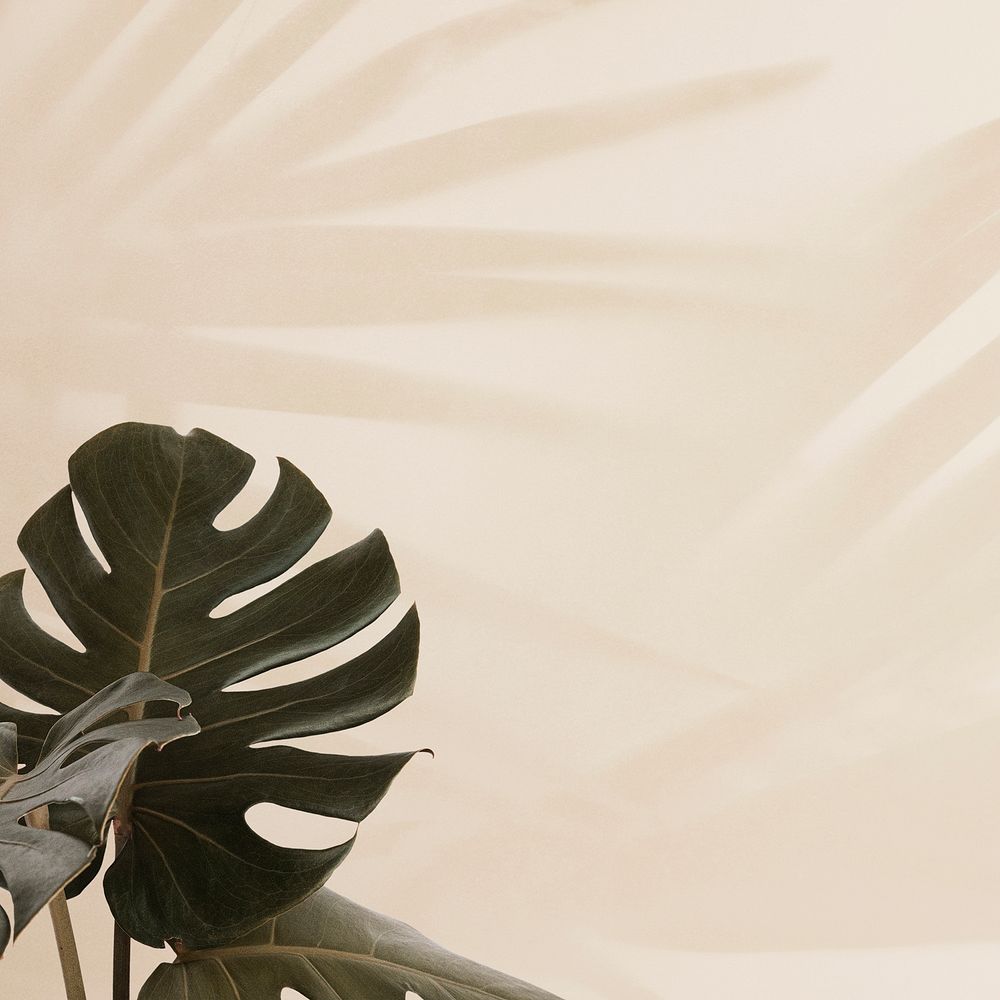 Tropical Monstera leaves with palm leaves shadow