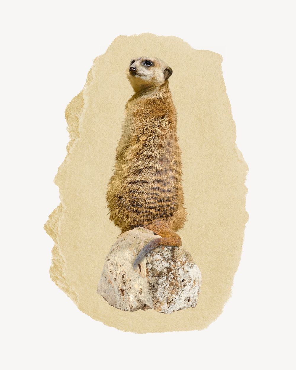 Meerkat, ripped paper collage element