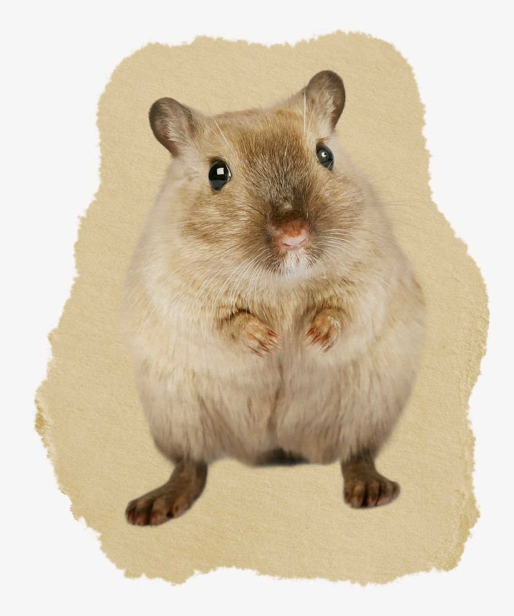 Hamster pet, animal design, ripped paper design