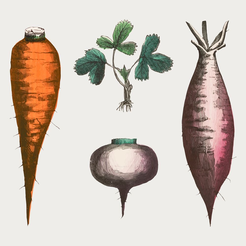 Root vegetable vector set, remix from artworks by by Marcius Willson and N.A. Calkins