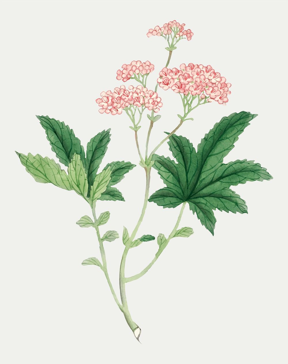 Flower vector classic style Filipendula Multijuga, vintage Japanese art remix from the David Murray collection