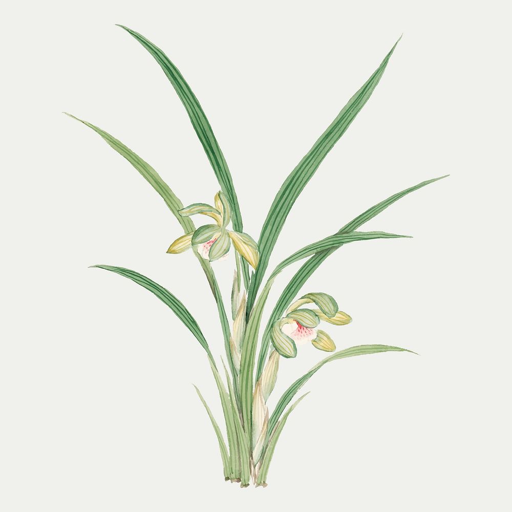 Floral design element vector classic Cymbidium Goeringi, vintage Japanese art remix from the David Murray collection