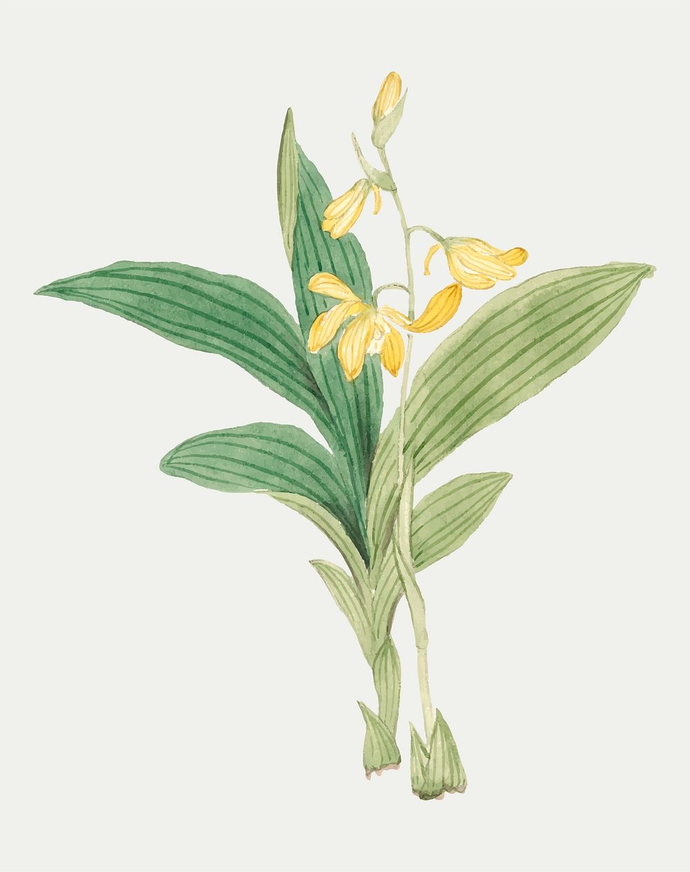 Flower vector Maxillaria Lindleyana, vintage Japanese art remix from the David Murray collection