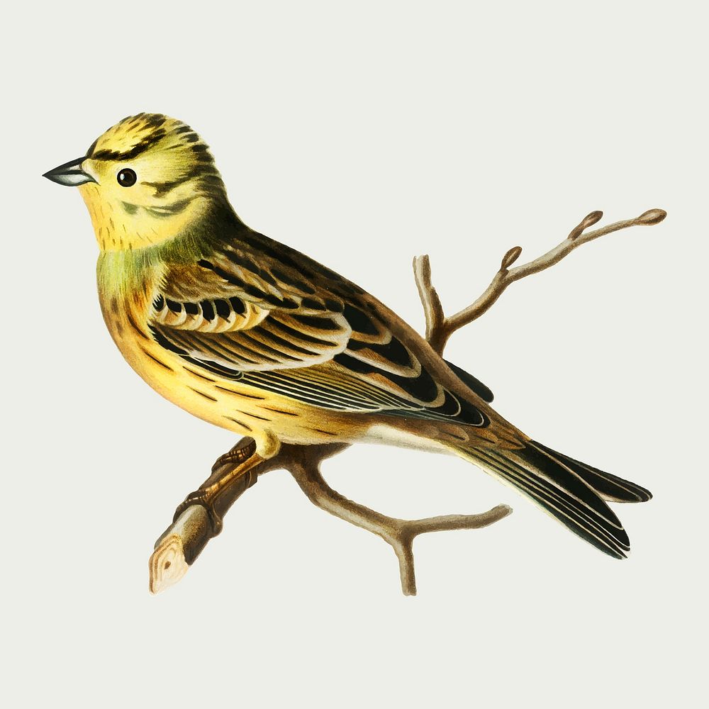 Vector yellowhammer bird hand drawn