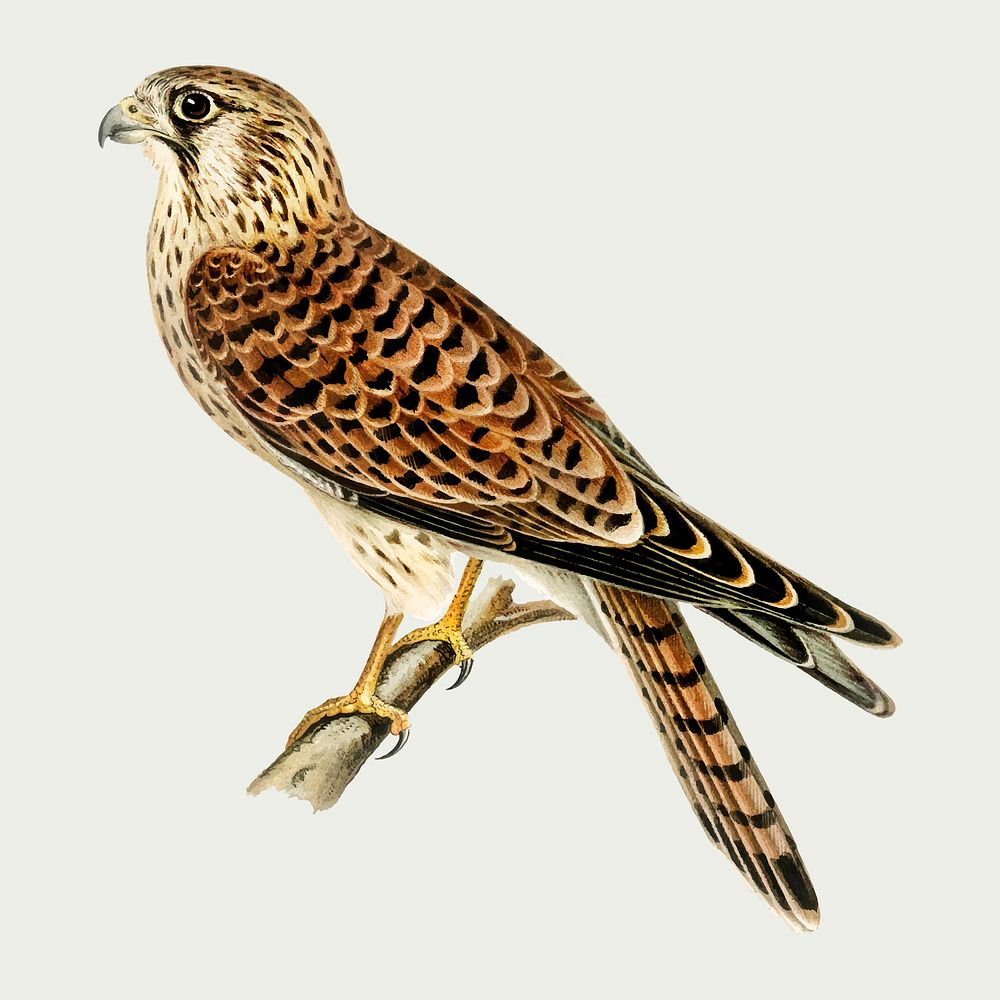 Vector common falcon bird hand drawn