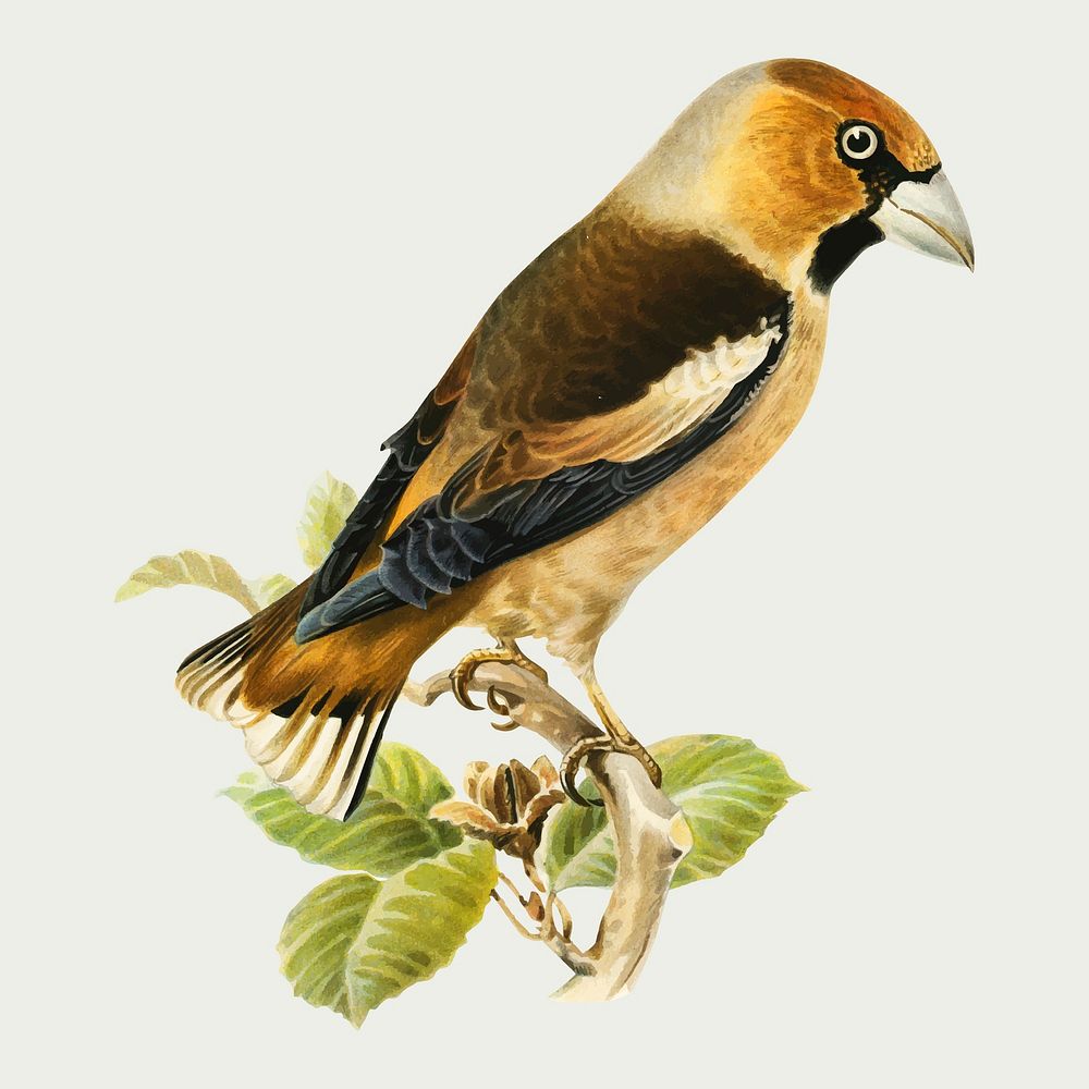 Vector hawfinch bird hand drawn