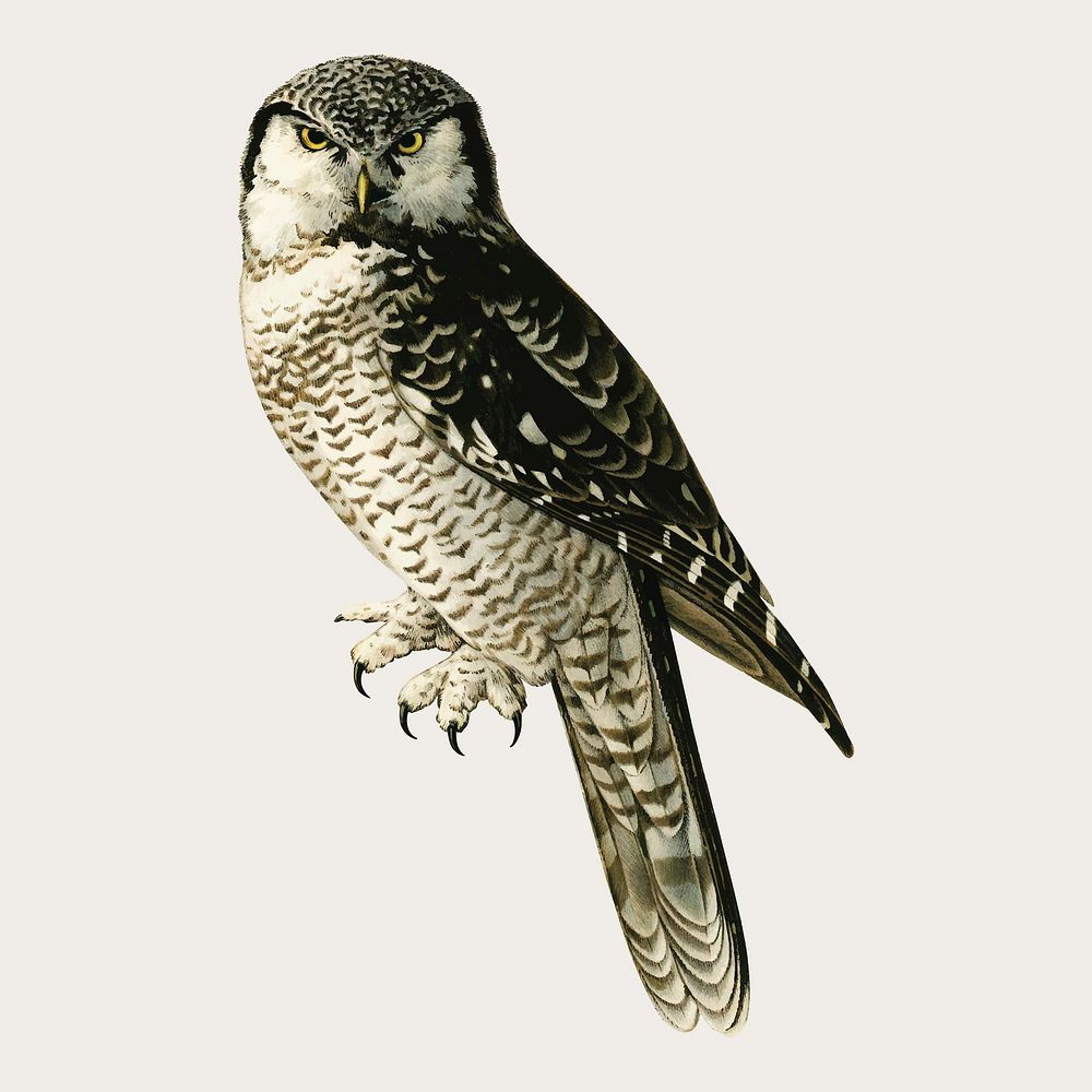 Vector northern hawk owl bird hand drawn