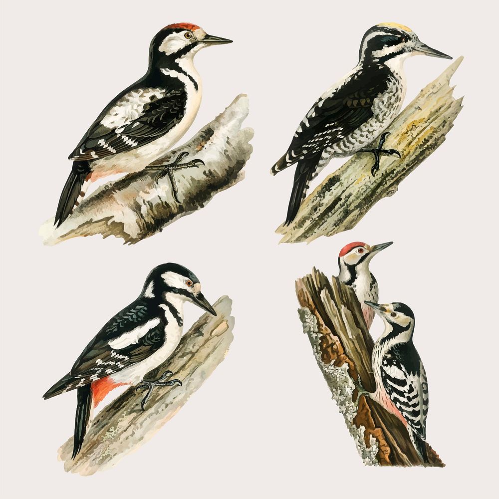 Vector mixed woodpecker birds hand drawn set