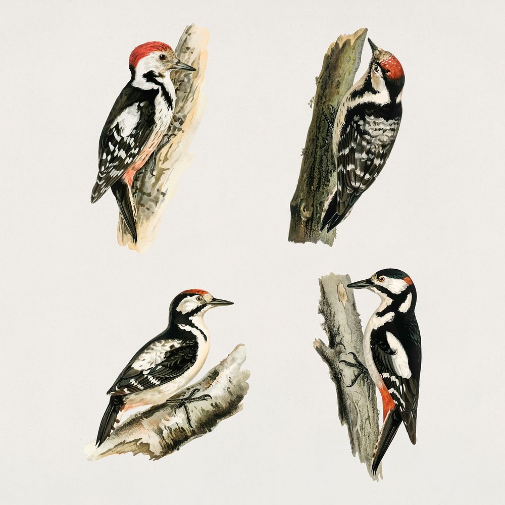 Vector mixed woodpecker birds hand drawn set