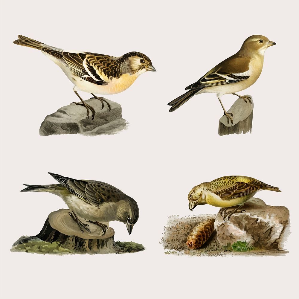 Vector mixed birds hand drawn set