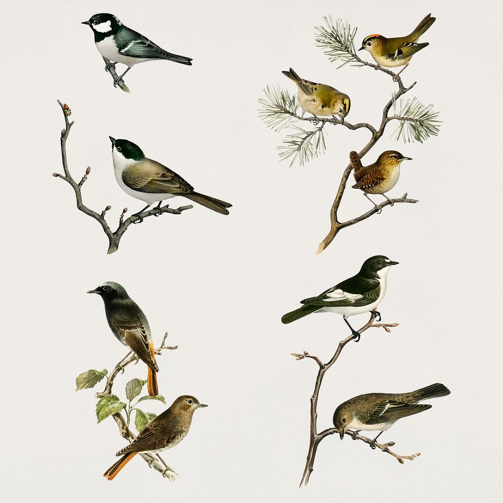 Vintage insectivore birds vector drawing set