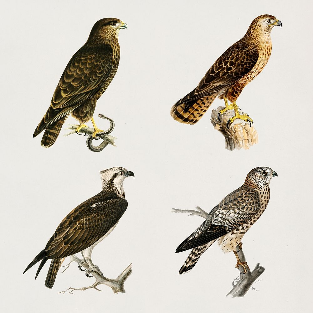 Vintage falcons psd hand drawn set