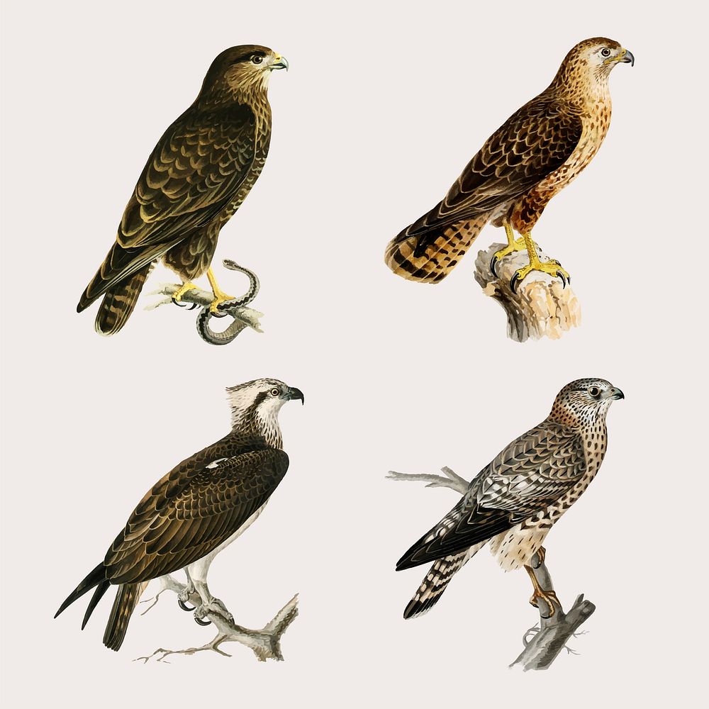 Vector mixed birds and falcons hand drawn collection