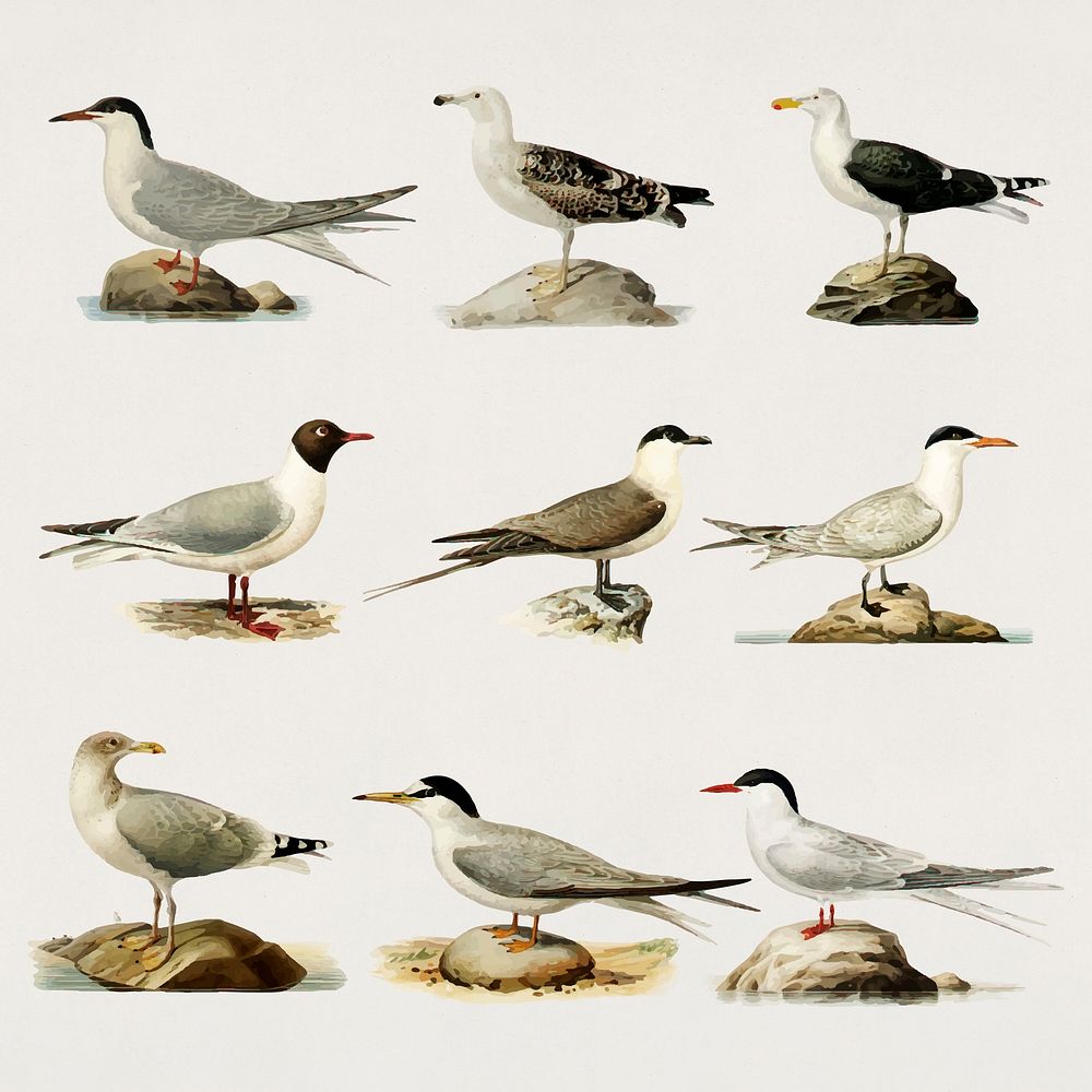 Vintage sea bird vector drawing collection