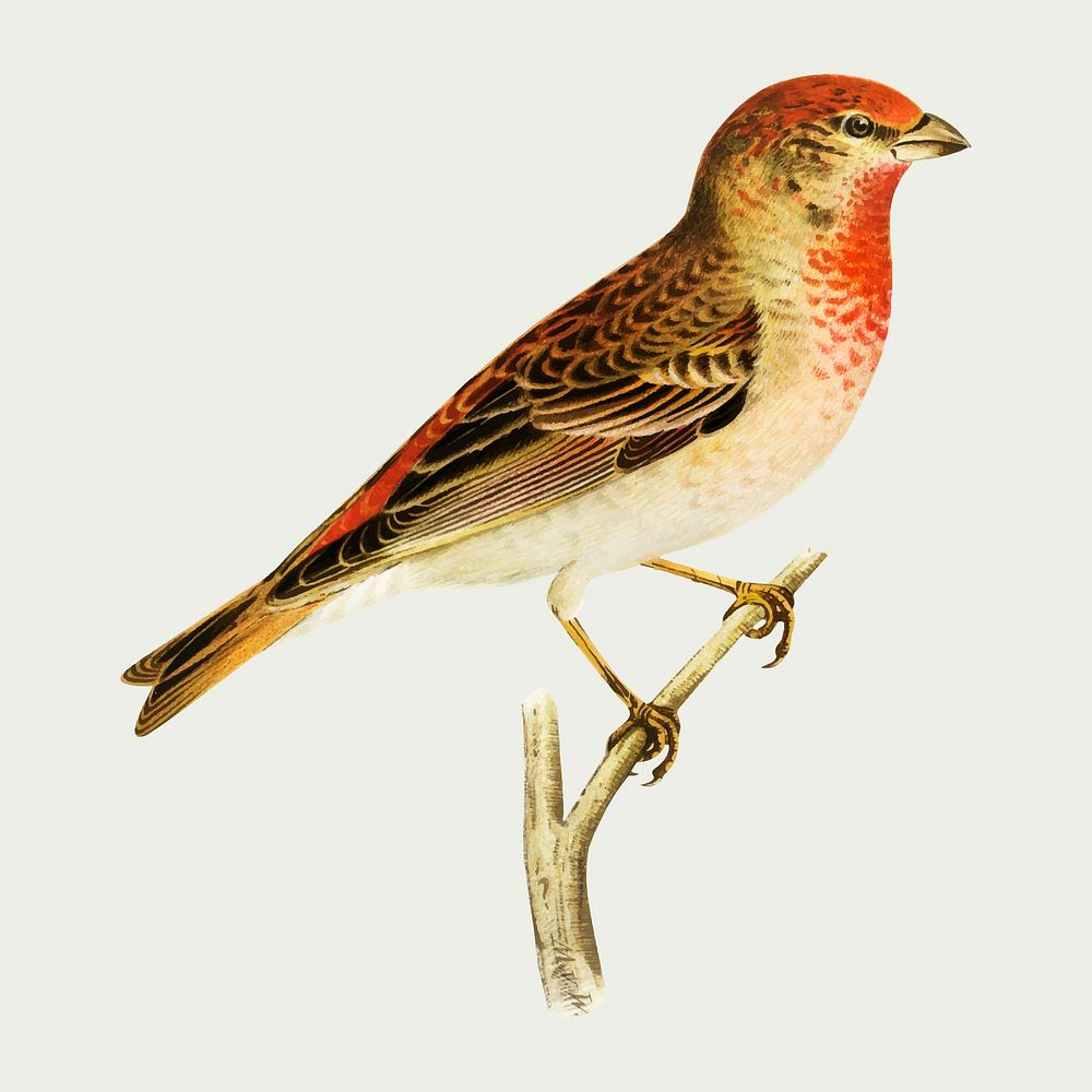 Vector rosefinch bird hand drawn