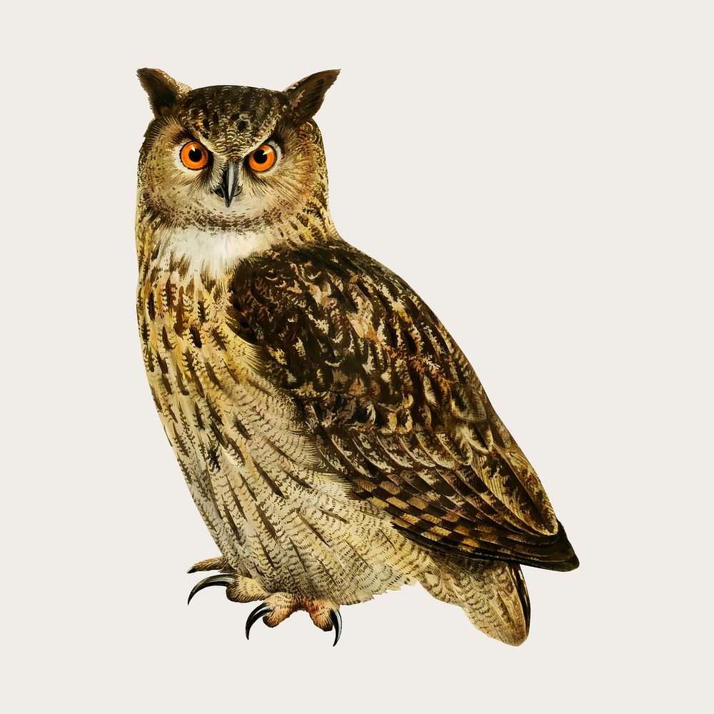 Vector eaurasian eagle owl bird hand drawn